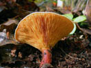 Hygrophoropsis aurantiaca 